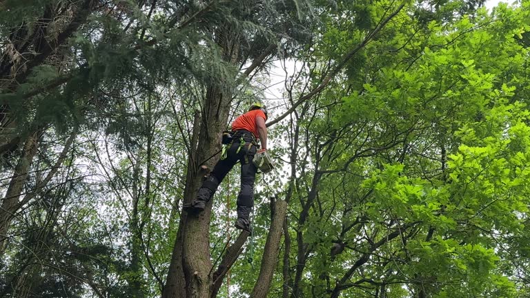 Best Stump Grinding and Removal  in Brookfield Center, OH